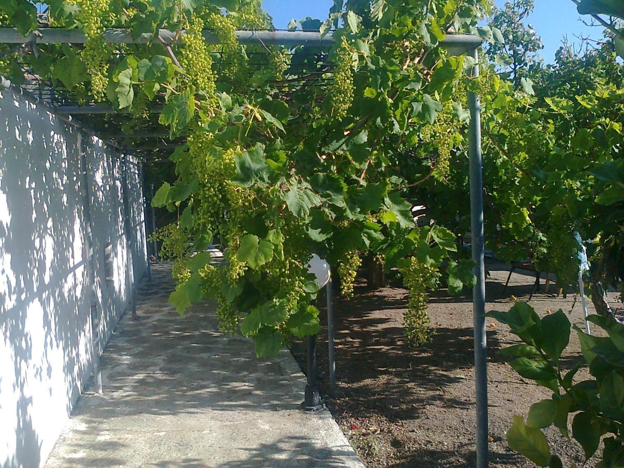Dionysia Apartament *